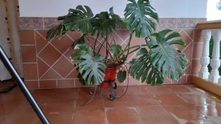Planta costilla de Adán con macetero está preciosa