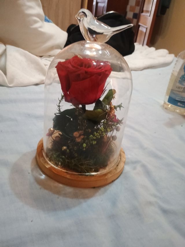 Rosa eterna cúpula cristal