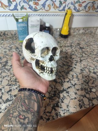 Calavera decorativa acuario
