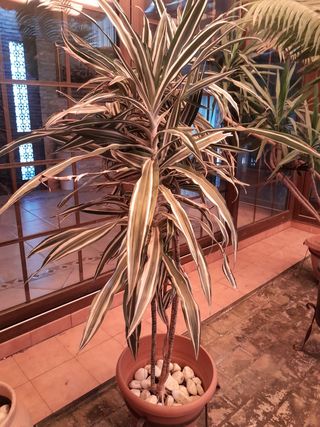 Planta grande