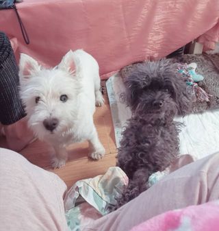 Cuidadora De Mascota