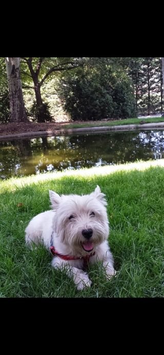 Cuidadora De Mascota