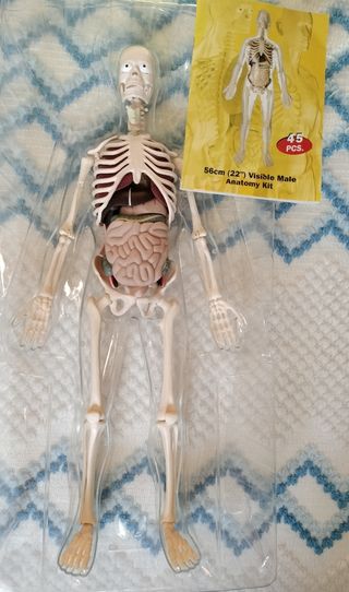 Kit Anatomía Humana 56cm