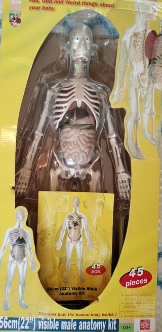 Kit Anatomía Humana 56cm