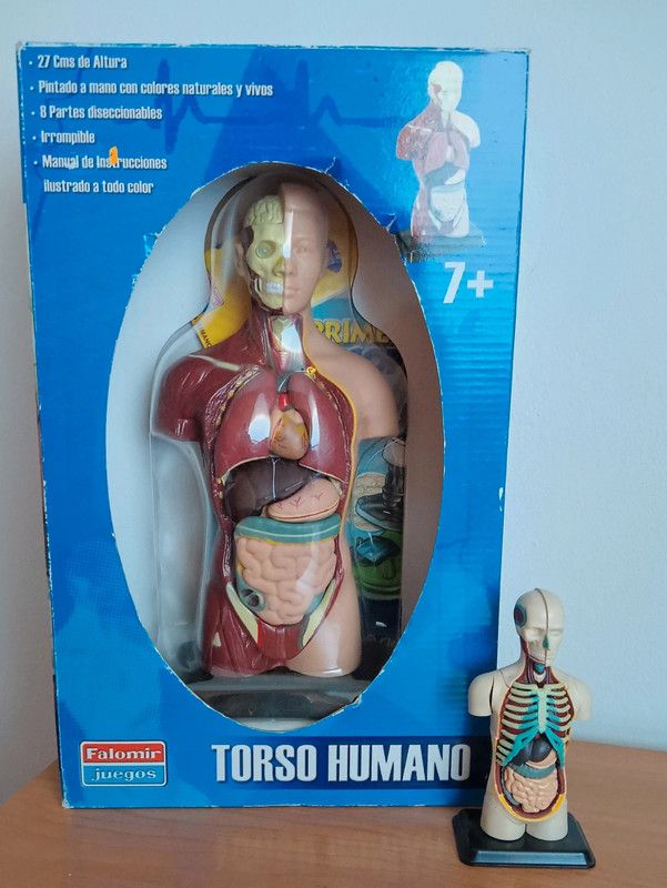 Torso humano figura grande + pequeña