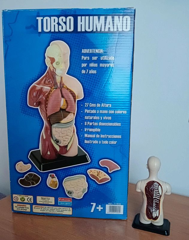 Torso humano figura grande + pequeña
