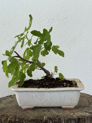 Prebonsai Higuera
