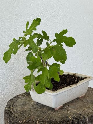 Prebonsai Higuera