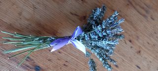 Mazzetto di lavanda appena raccolta dal giardino. 