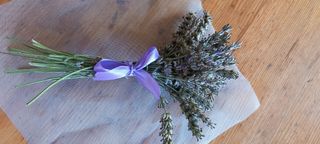 Mazzetto di lavanda appena raccolta dal giardino. 
