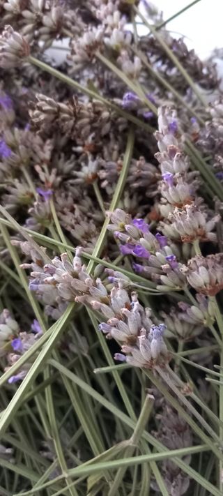 Mazzetto di lavanda appena raccolta dal giardino. 