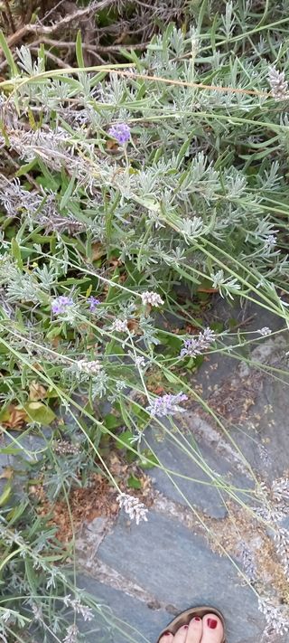 Mazzetto di lavanda appena raccolta dal giardino. 