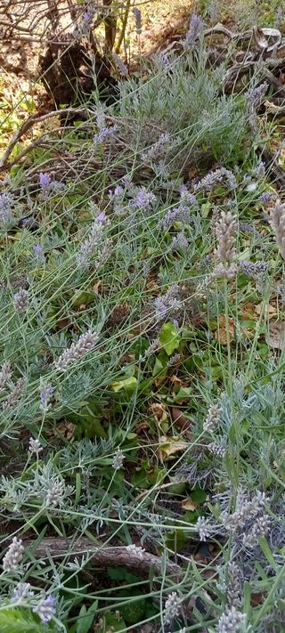 Mazzetto di lavanda appena raccolta dal giardino. 