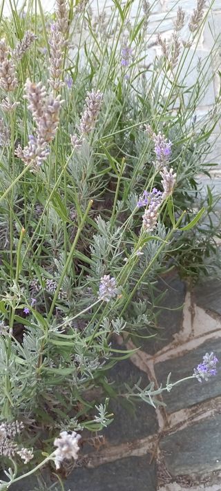 Mazzetto di lavanda appena raccolta dal giardino. 