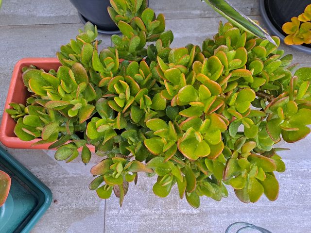 Planta suculenta Crassula ovata
