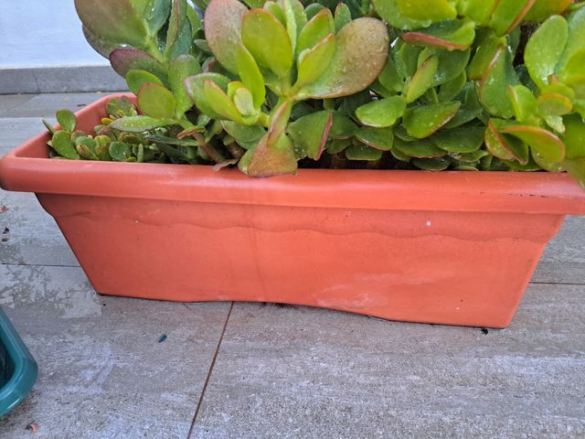 Planta suculenta Crassula ovata