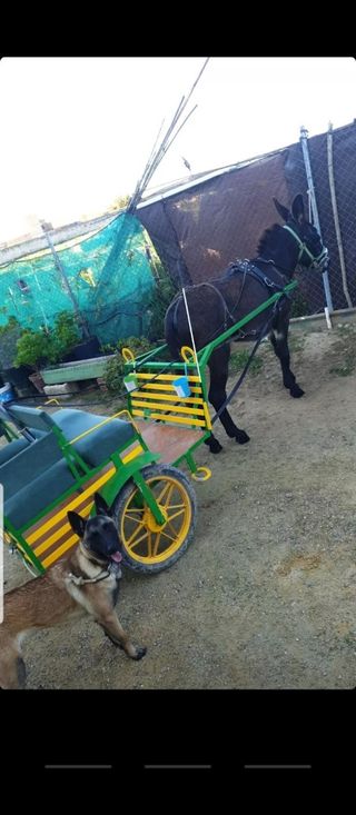 Carro burro pony