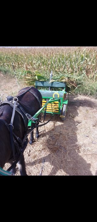 Carro burro pony