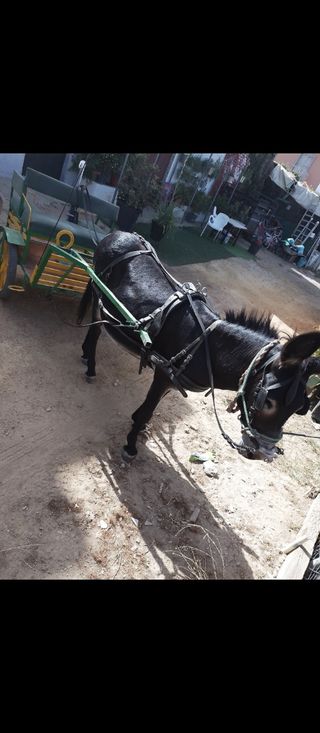 Carro burro pony
