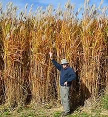 Pasto varilla (Miscanthus giganteus)