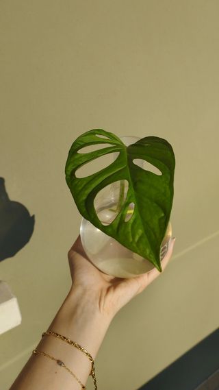 Talea Monstera Adansonii
