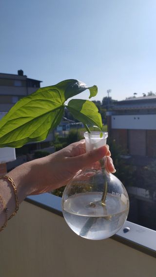 Talea Nephthitis in vaso