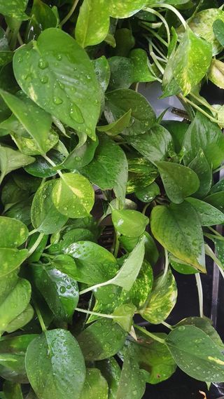 Pianta Pothos