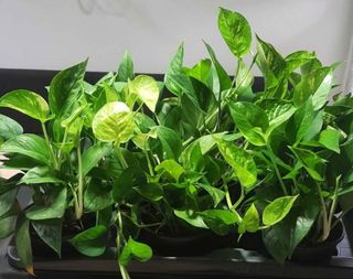 Pianta Pothos
