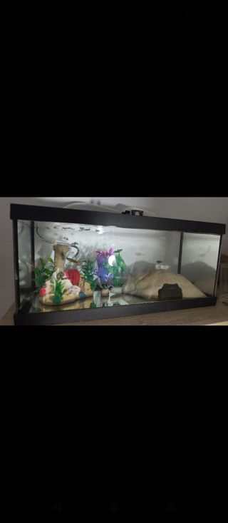 Pecera pequeña - Acuario de cristal