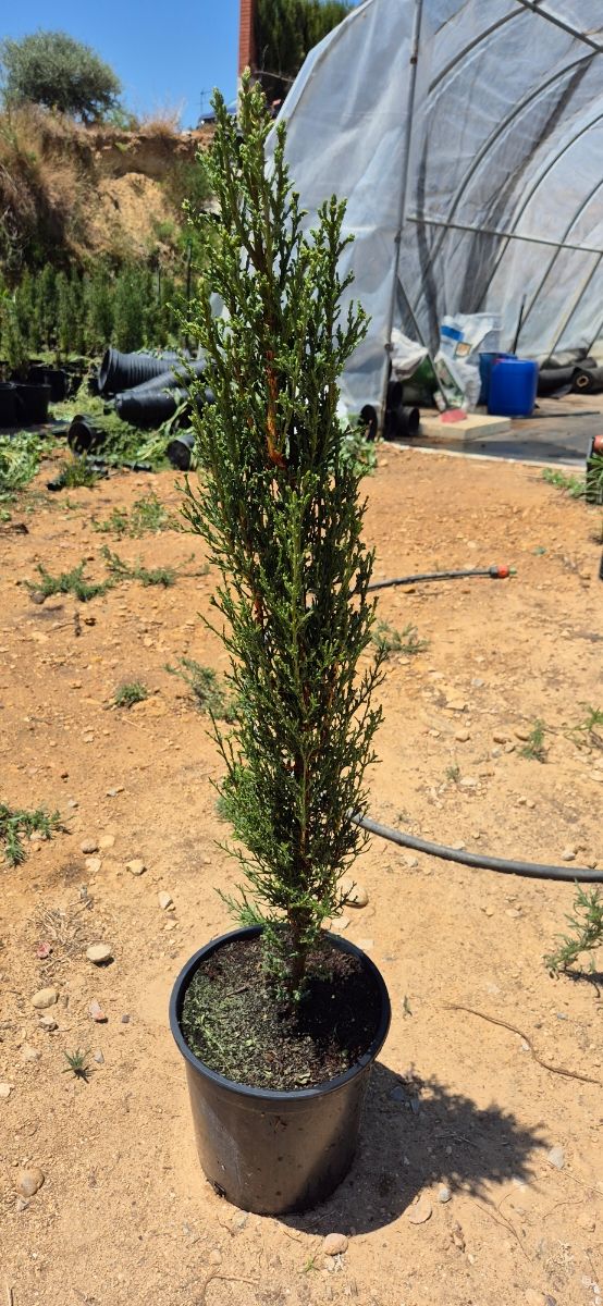 Ciprés Sempervirens en maceta C20