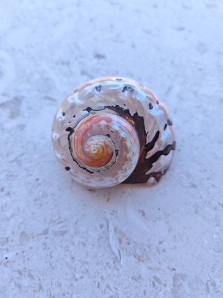 Conchiglia Turbo marmoratus
