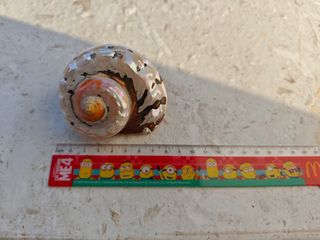 Conchiglia Turbo marmoratus