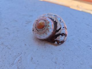 Conchiglia Turbo marmoratus