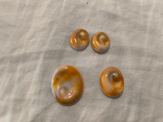 4 Occhi Santa Lucia: Conchiglie