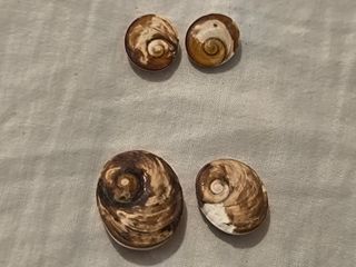 4 Occhi Santa Lucia: Conchiglie