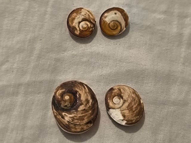 4 Occhi Santa Lucia: Conchiglie