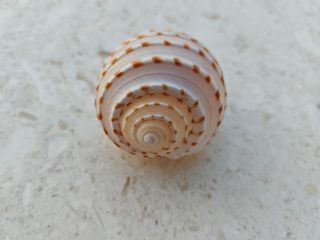 Conchiglia Tonna Dolium