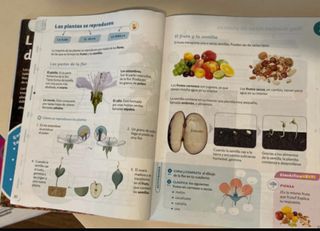 Libro de Conocimiento del medio. 4 de primaria.