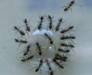 Gel insecticida para hormigas