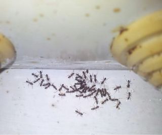 Gel insecticida para hormigas