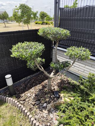 SERVICIOS DE JARDINERIA PROFESIONAL 3.0 EN MADRID