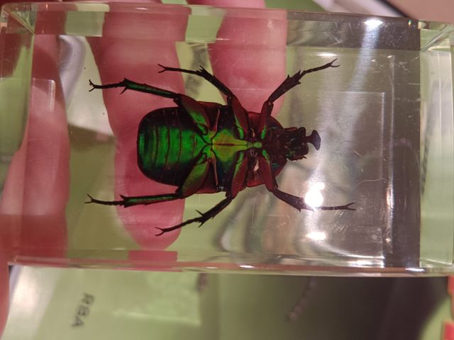 LOTE 10 Escarabajos Esmeralda Coleccionables (x10)