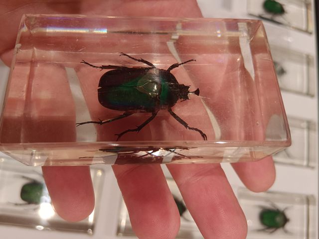 LOTE 10 Escarabajos Esmeralda Coleccionables (x10)