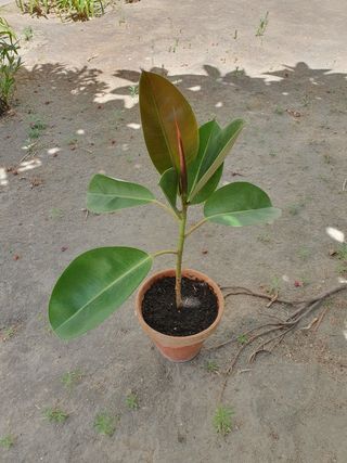 Planta Ficus robusta en maceta