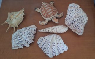 Conchas marinas decorativas