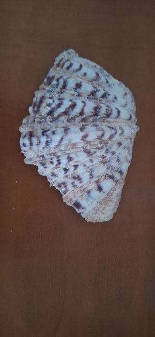 Conchas marinas decorativas