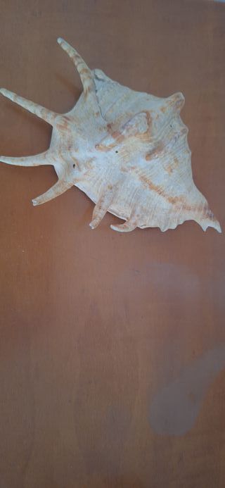 Conchas marinas decorativas