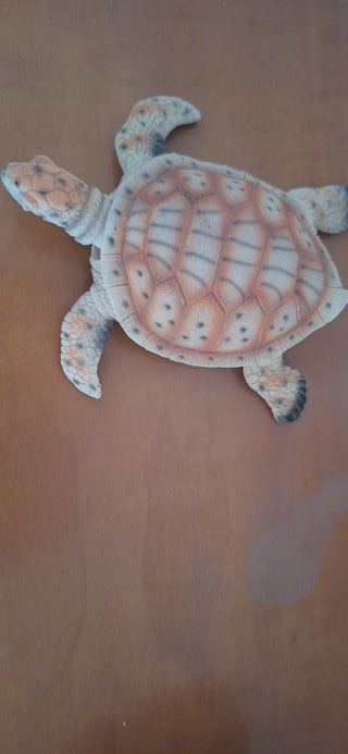 Conchas marinas decorativas