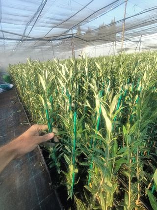 Olivo arberquino.disponible planta de 60 cm