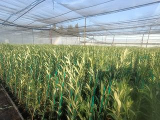 Olivo arberquino.disponible planta de 60 cm